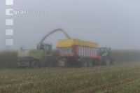 Mais häckseln im Nebel 25