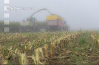 Mais häckseln im Nebel 24