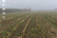 Mais häckseln im Nebel 23