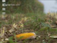 Corn silage harvest fog 17