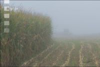 Mais häckseln im Nebel 16