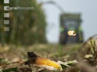 Corn silage harvest fog 4