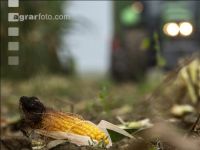 Corn silage harvest fog 3