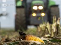 Corn silage harvest fog 2