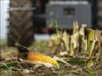 Corn silage harvest fog 1