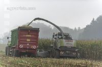 Mais häckseln im Nebel 14