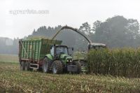Corn silage harvest fog 13