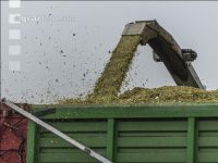 Corn silage harvest fog 11