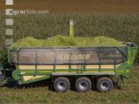 Corn silage harvest 84