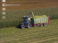 Corn silage harvest 79