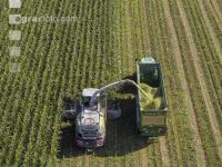 Corn silage harvest 78