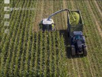 Corn silage harvest 75