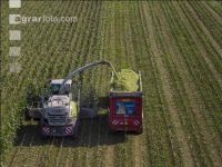 Corn silage harvest 74