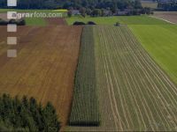Corn silage harvest 73