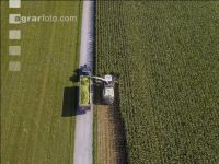 Corn silage harvest 56