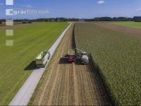 Corn silage harvest 55