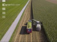 Corn silage harvest 54