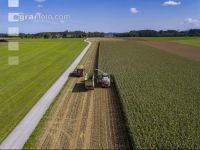 Corn silage harvest 53