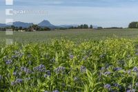 GD Gemenge mit Phacelia 6