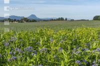 GD Gemenge mit Phacelia 1