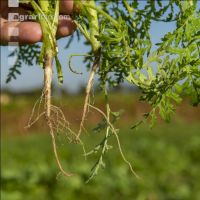 Phacelia root 4