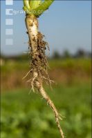 Phacelia root 3