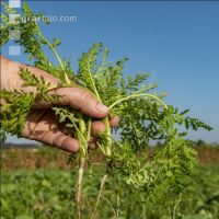 Phacelia root 2