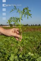 Phacelia root 1