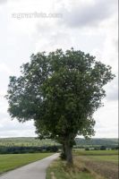 Esche Einzelbaum