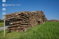 Toxic bait bark beetle 1