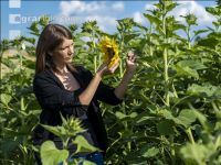 Sonnenblumen 7