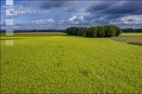 Green cover end of September 10
