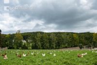 Bio Freilandhennen 83