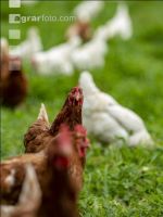 Bio Freilandhennen 76