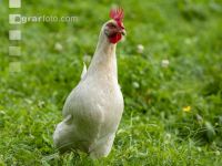 Bio Freilandhahn 2