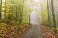 Nebelstimmung Herbstwa