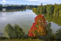 Spitzahorn im Herbst 0