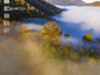 Mischwald im Nebel 2