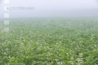 Gründüngung im Nebel 7