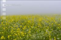 Gründüngung im Nebel 5