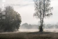 Nebelschwaden 30