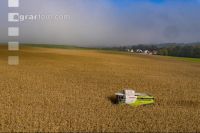 Maize harvest 270