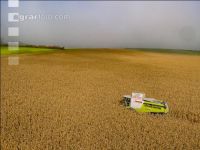 Maize harvest 269