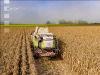 Maize harvest 267