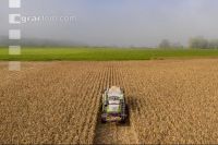 Maize harvest 266