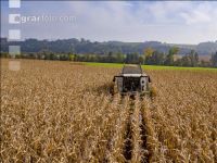 Maize harvest 265