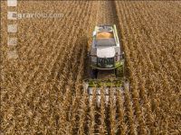 Maize harvest 264