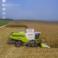 Maize harvest 263