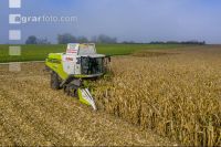 Maize harvest 262
