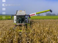 Maize harvest 261